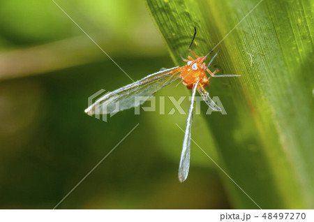 アカハネナガウンカ 48497270