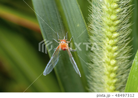 アカハネナガウンカ アカハネナガウンカ 48497312