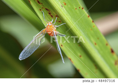 アカハネナガウンカ アカハネナガウンカ 48497316