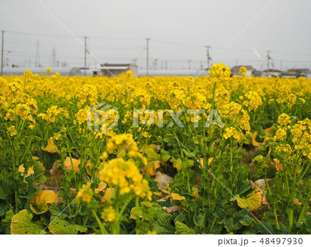 みつ菜の花まつり みつ菜の花まつり 48497930