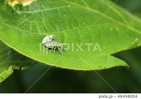 コフキゾウムシ コフキゾウムシ 48498004