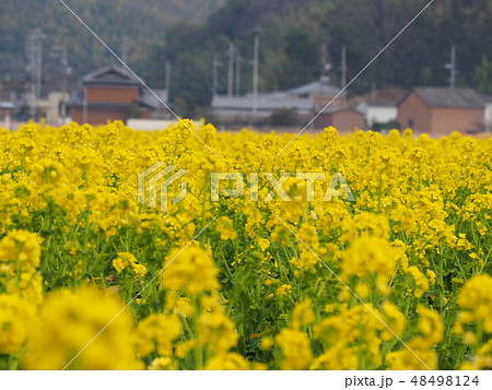 みつ菜の花まつり みつ菜の花まつり 48498124