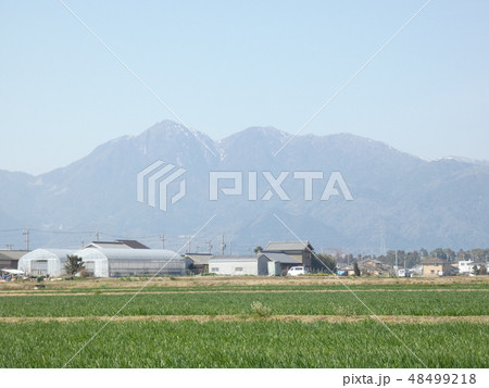 麦畑と春霞の鈴鹿山脈　三重県　菰野町 48499218