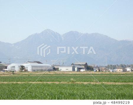 麦畑と春霞の鈴鹿山脈　三重県　菰野町 48499219