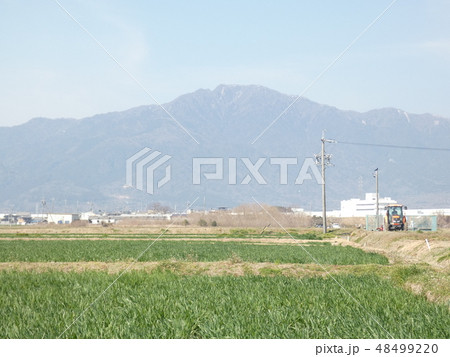 麦畑と春霞の鈴鹿山脈　三重県　菰野町 48499220