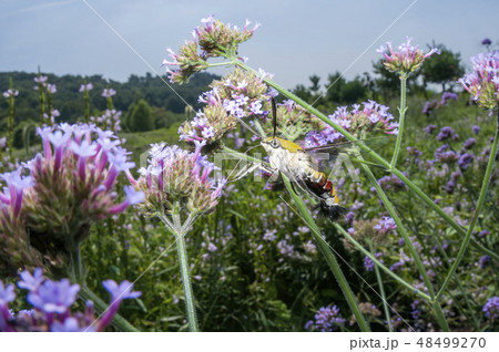 オオスカシバ オオスカシバ 48499270