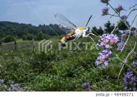 オオスカシバ オオスカシバ 48499271