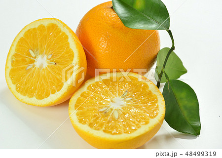 夏みかん 夏みかん 48499319