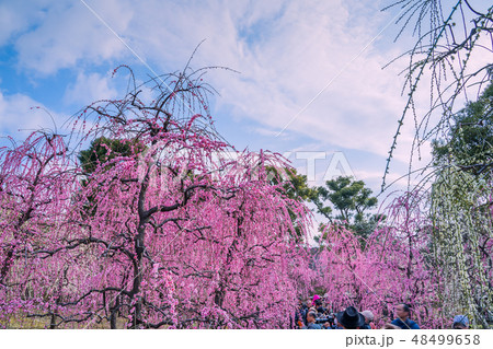 梅が満開の城南宮 梅が満開の城南宮 48499658