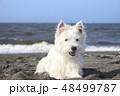 ウエスティ　海　ふせる犬1 48499787