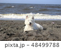 ウエスティ　海　ふせる犬2 48499788