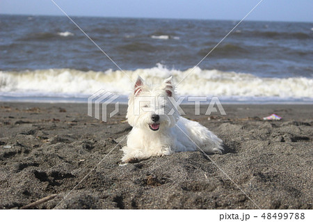 ウエスティ　海　ふせる犬2 48499788