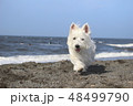 ウエスティ　海　歩く犬　2 48499790