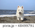 ウエスティ　海　歩く犬　3 48499791