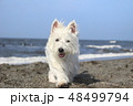 ウエスティ　海　歩く犬　4 48499794