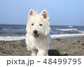 ウエスティ　海　歩く犬　5 48499795