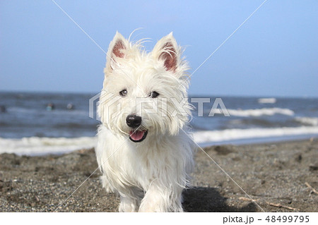 ウエスティ 海 歩く犬 5の写真素材