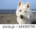 ウエスティ　海　歩く犬　6 48499796