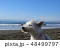 ウエスティ　海　考える犬 48499797