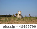 ウエスティ　走る犬　8 48499799