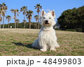 ウエスティ　座る犬　8 48499803