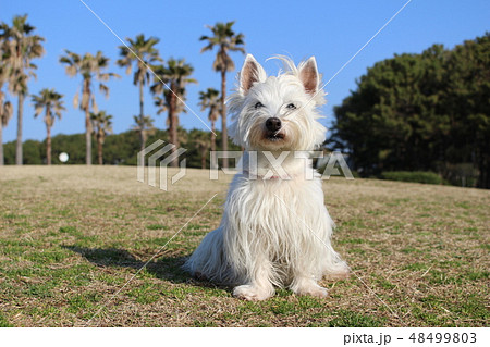 ウエスティ 座る犬 8の写真素材