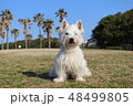 ウエスティ　座る犬　9 48499805