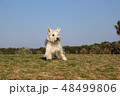ウエスティ　座る犬　10 48499806
