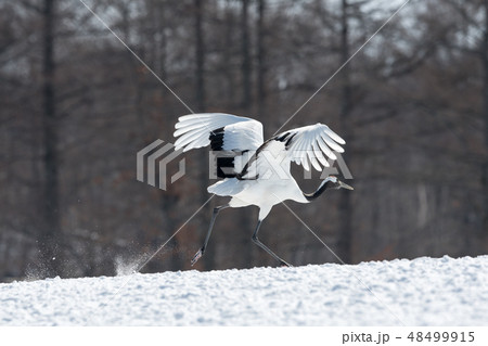 丹頂鶴 48499915