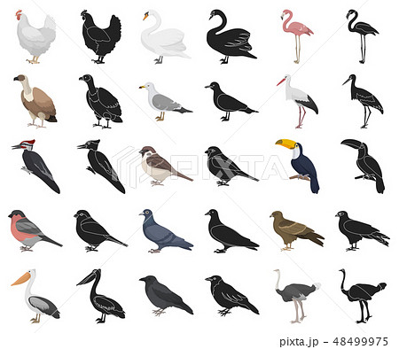 Types of birds cartoon,black icons in set collection for design. Home and wild bird vector symbol Types of birds cartoon,black icons in set collection for design. Home and wild bird vector symbol 48499975