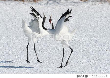 丹頂鶴 丹頂鶴 48499993