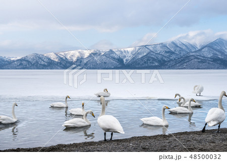 屈斜路湖・白鳥 48500032