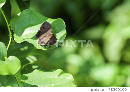 ジャノメチョウ 48500100