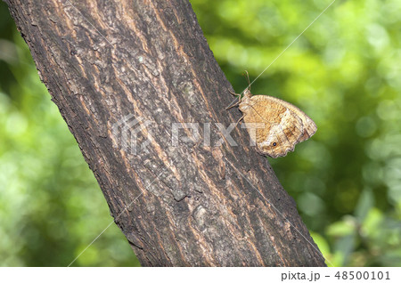 ジャノメチョウ 48500101