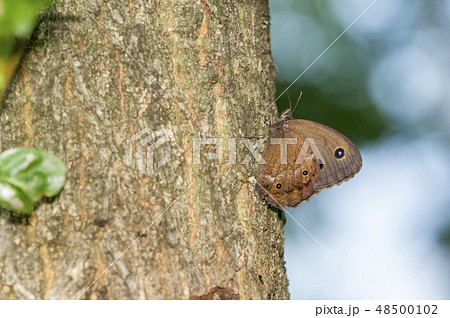 ジャノメチョウ 48500102