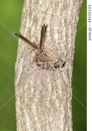 ジャノメチョウ 48500103