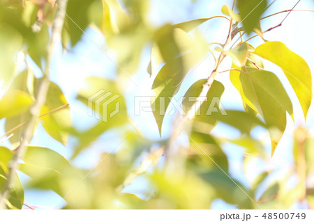 新緑のイメージ 48500749