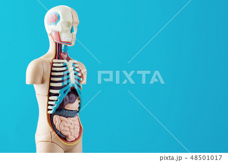 Anatomical model human body with internal organs 48501017