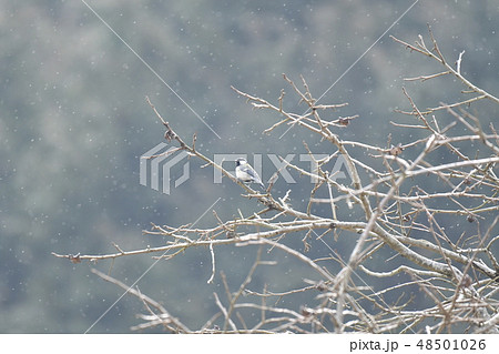 シジュウカラ・オス・止まり木・霧雨・二月 シジュウカラ・オス・止まり木・霧雨・二月 48501026