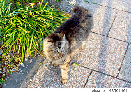 歩く猫（俯瞰） 48501461