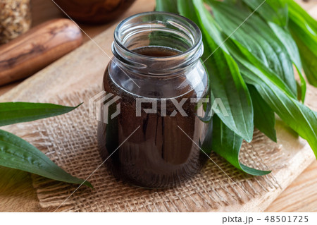 Ribwort plantain syrup with fresh plantain leaves 48501725