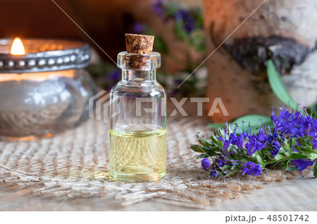 A bottle of hyssop essential oil with fresh hyssop A bottle of hyssop essential oil with fresh hyssop 48501742