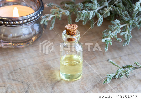 A bottle of santolina essential oil with santolina 48501747