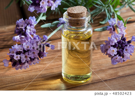 A bottle of lavender essential oil with lavender A bottle of lavender essential oil with lavender 48502423