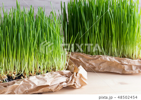 Freshly grown wheatgrass on a wooden table Freshly grown wheatgrass on a wooden table 48502454