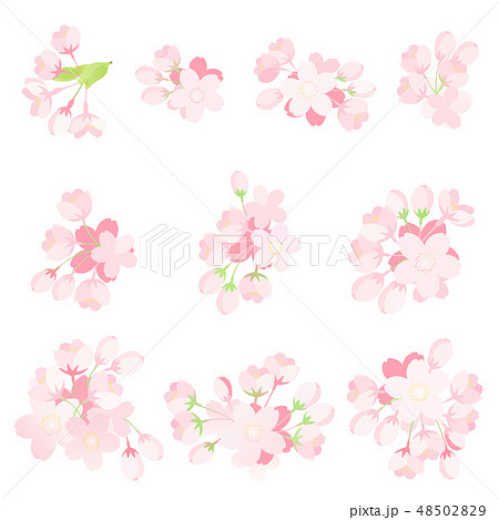 桜の花　パーツセット 48502829