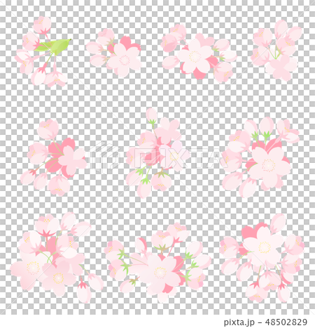 桜の花　パーツセット 48502829