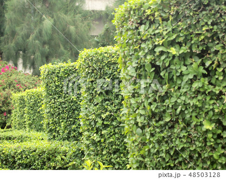 shrub fence shrub fence 48503128