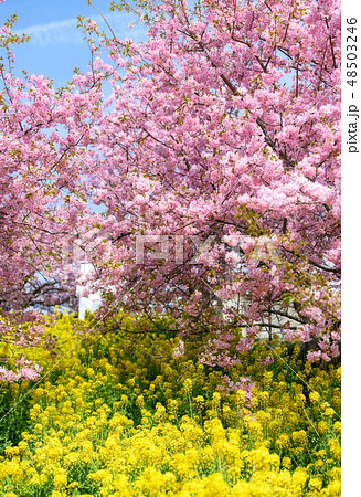 春色【河津桜と菜の花】 48503246