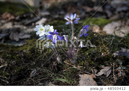 春 春の花 野生の花 48503412